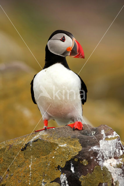 Atlantic Puffin (Fratercula arctica)