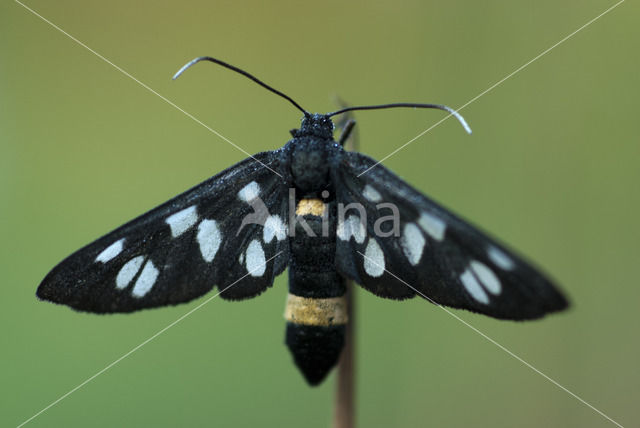 Nine-spotted Moth (Amata phegea)