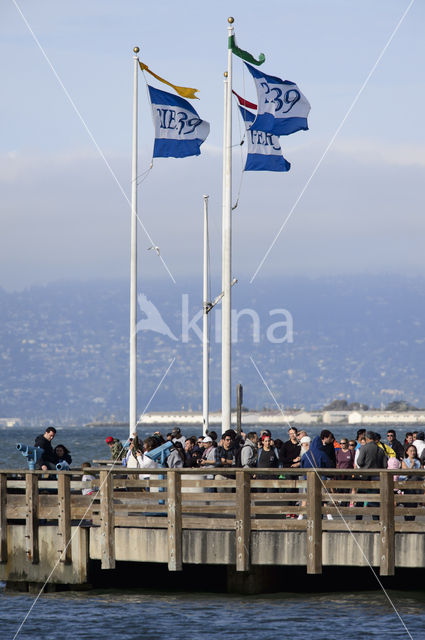 Pier 39