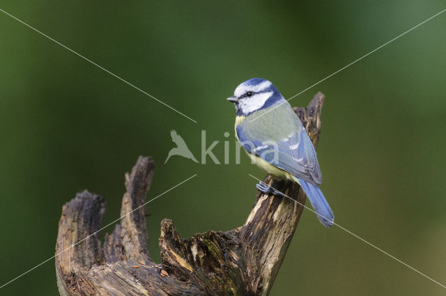 Pimpelmees (Parus caeruleus)