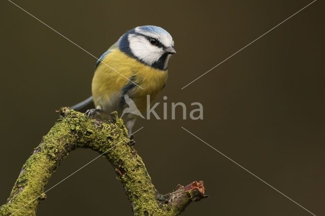 Pimpelmees (Parus caeruleus)