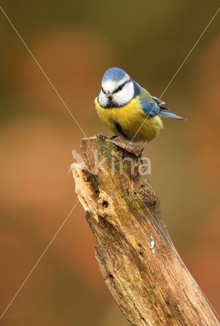 Pimpelmees (Parus caeruleus)