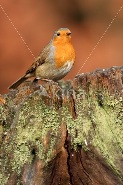 European Robin (Erithacus rubecula)