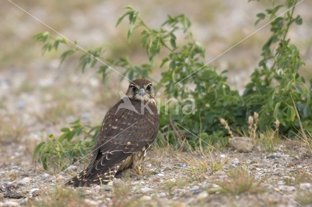 Smelleken (Falco columbarius)