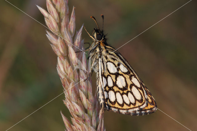 Spiegeldikkopje (Heteropterus morpheus)