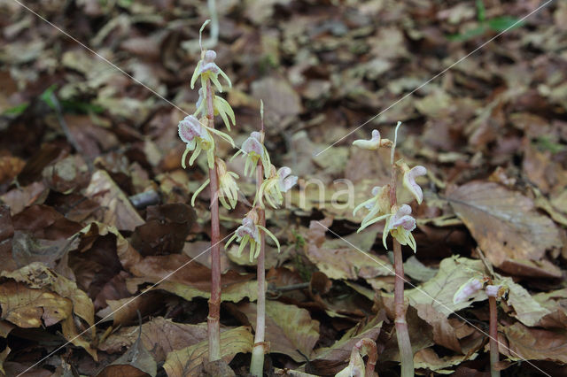 Spookorchis (Epipogium aphyllum)