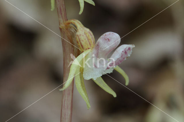 Spookorchis (Epipogium aphyllum)