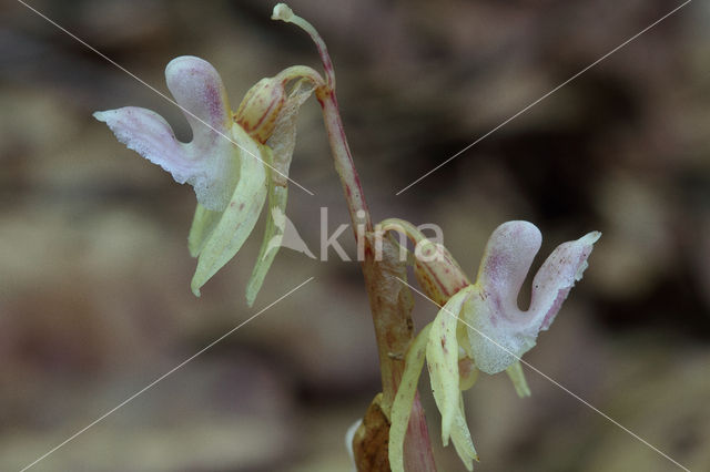 Spookorchis (Epipogium aphyllum)