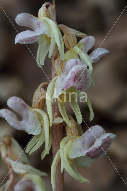 Spookorchis (Epipogium aphyllum)