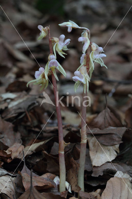 Spookorchis (Epipogium aphyllum)