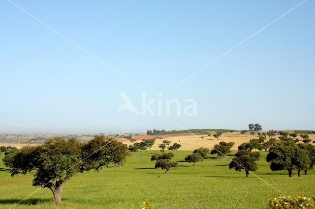 Steeneik (Quercus ilex)