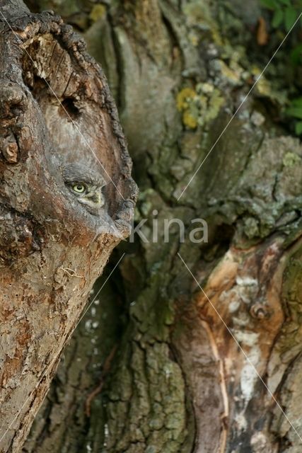 Steenuil (Athene noctua)