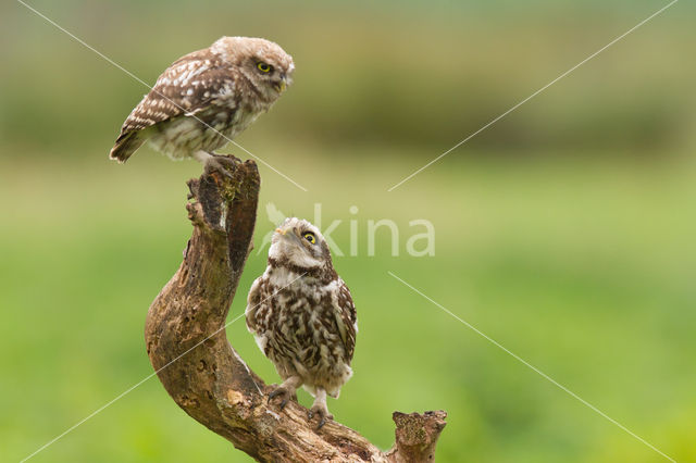 Steenuil (Athene noctua)