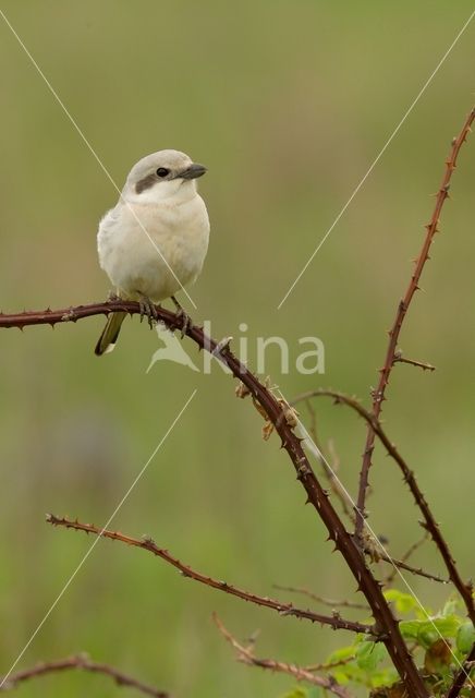 Steppeklapekster (Lanius pallidirostris)