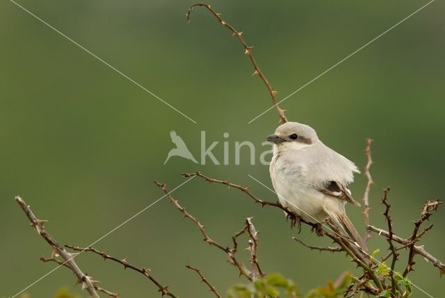 Steppeklapekster (Lanius pallidirostris)