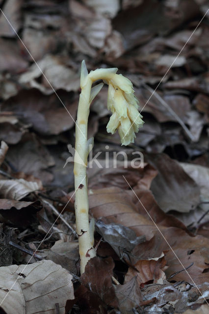 Stofzaad (Monotropa hypopitys)