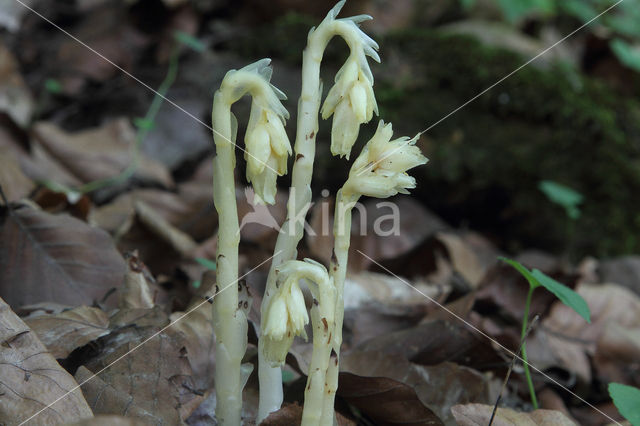 Stofzaad (Monotropa hypopitys)