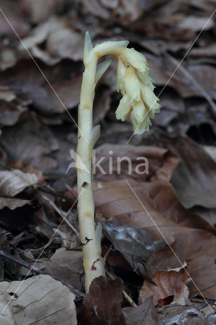 Stofzaad (Monotropa hypopitys)