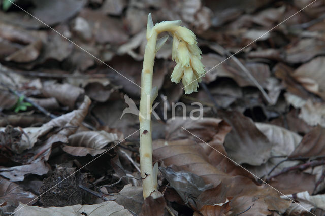 Stofzaad (Monotropa hypopitys)