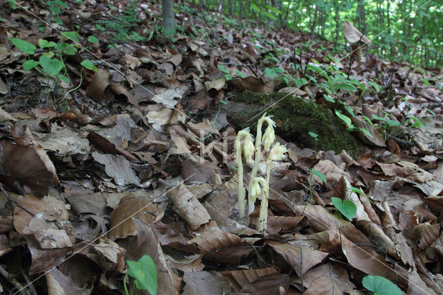 Stofzaad (Monotropa hypopitys)