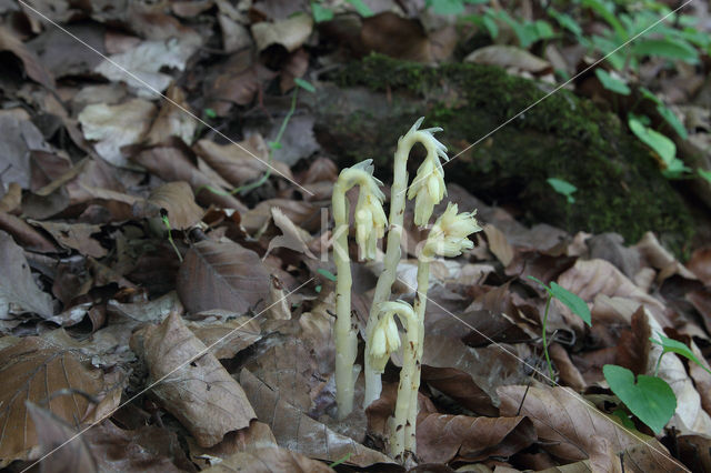 Stofzaad (Monotropa hypopitys)