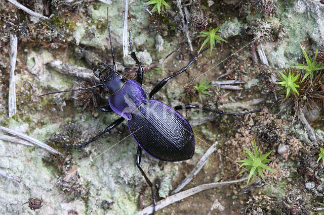 Veenmol (Gryllotalpa gryllotalpa)