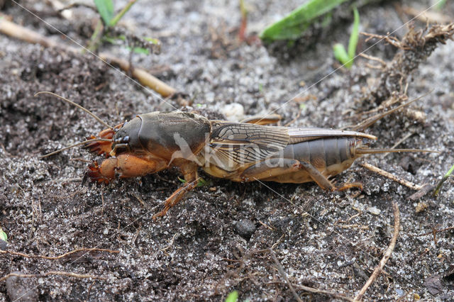 Veenmol (Gryllotalpa gryllotalpa)