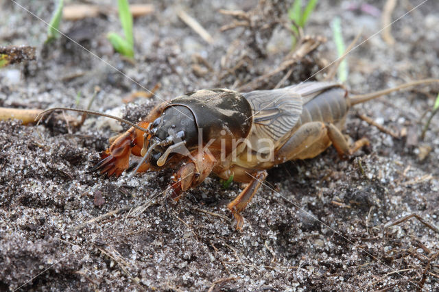 Veenmol (Gryllotalpa gryllotalpa)