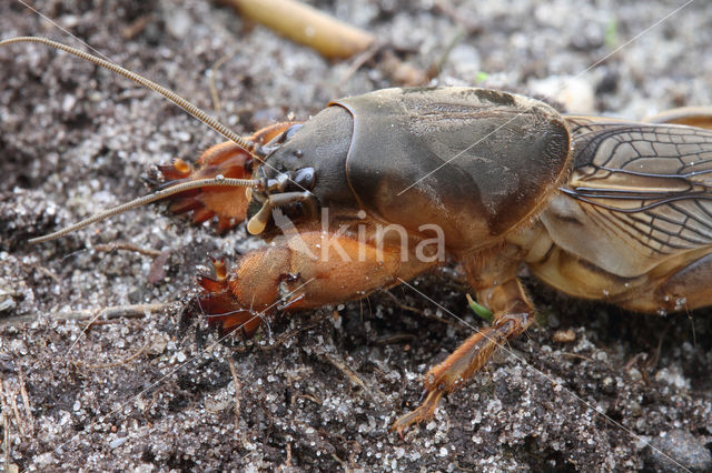 Veenmol (Gryllotalpa gryllotalpa)