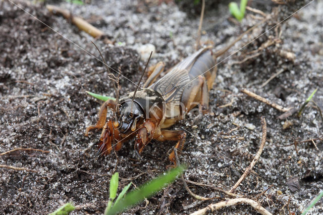 Veenmol (Gryllotalpa gryllotalpa)