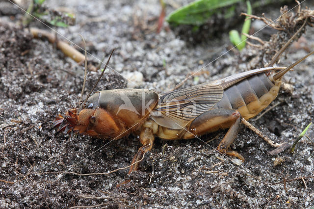 Veenmol (Gryllotalpa gryllotalpa)