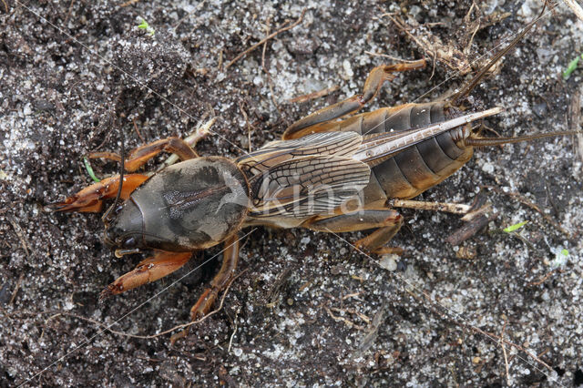 Veenmol (Gryllotalpa gryllotalpa)