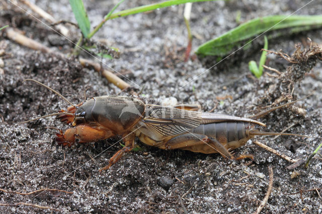 Veenmol (Gryllotalpa gryllotalpa)