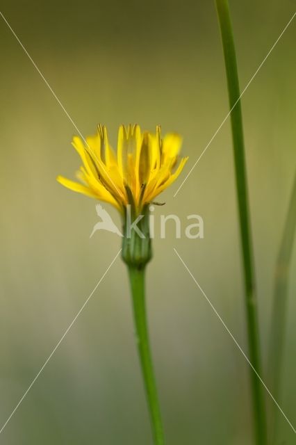 Vertakte leeuwentand (Leontodon autumnalis)