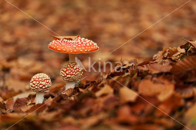 Vliegenzwam (Amanita muscaria)