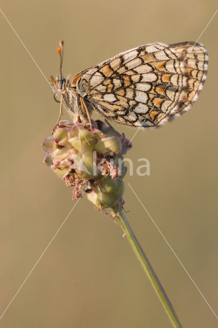 Westelijke parelmoervlinder (Melitaea parthenoides)