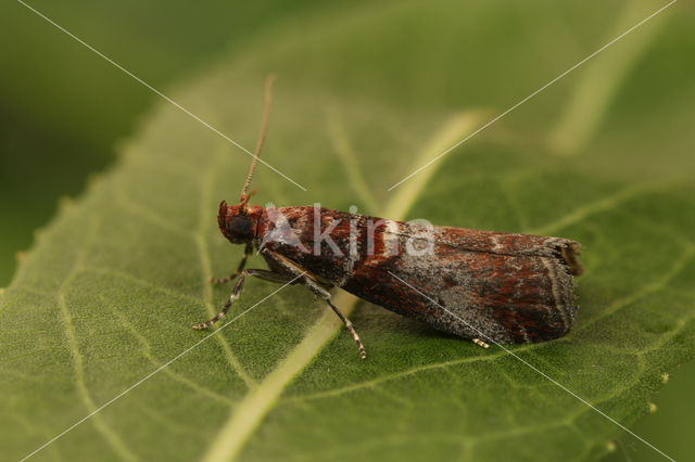 Acrobasis advenella