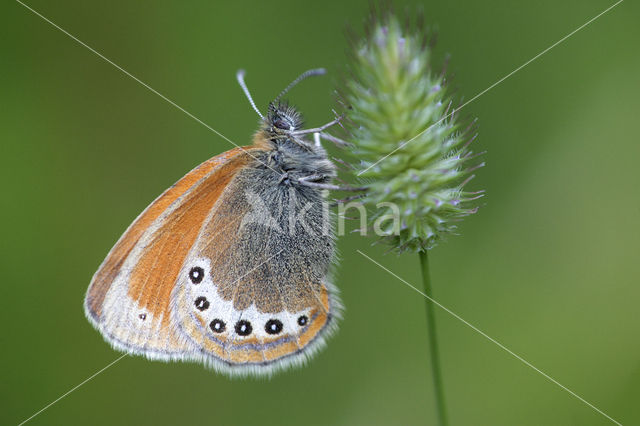 Alpenhooibeestje (Coenonympha gardetta)