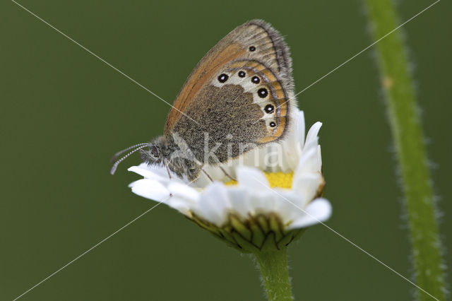 Alpenhooibeestje (Coenonympha gardetta)