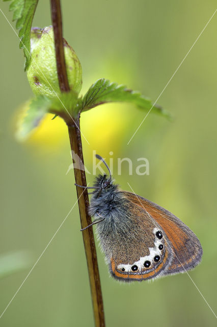 Alpenhooibeestje (Coenonympha gardetta)