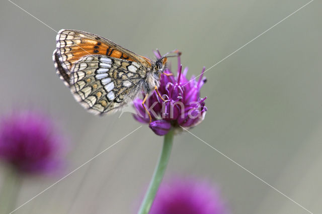 Alpenparelmoervlinder (Melitaea varia)