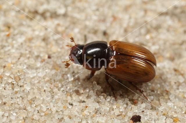 Aphodius ictericus