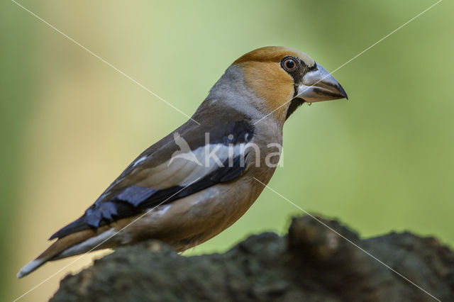 Appelvink (Coccothraustes coccothraustes)