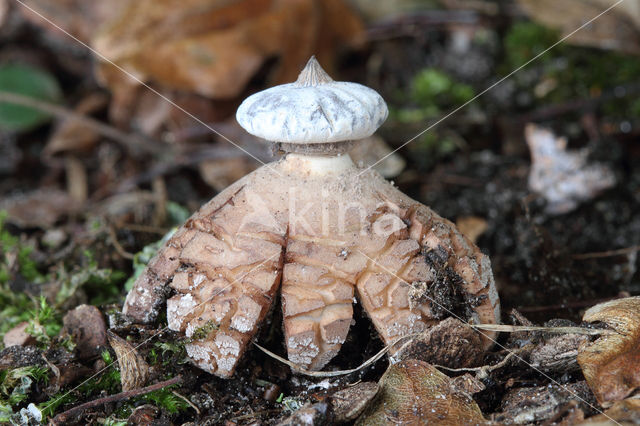 Baretaardster (Geastrum striatum)