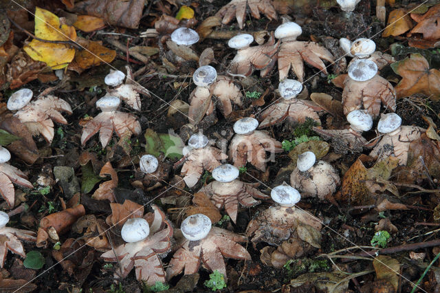 Baretaardster (Geastrum striatum)