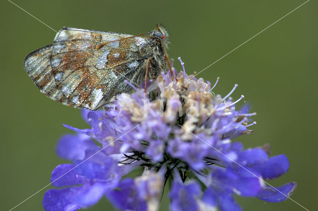 Bergparelmoervlinder (Boloria napaea)