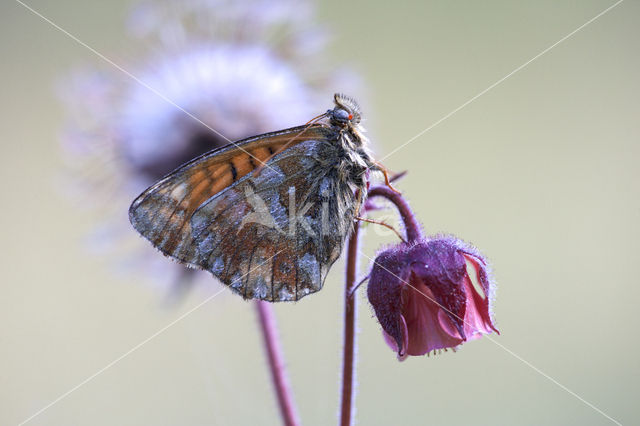 Bergparelmoervlinder (Boloria napaea)