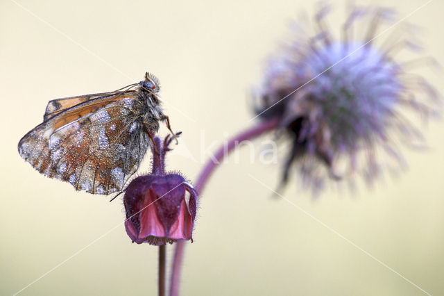 Bergparelmoervlinder (Boloria napaea)