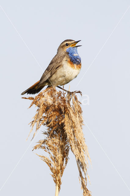 Bluethroat (Luscinia svecica)