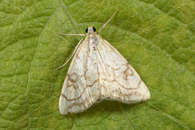 Bonte Valkmot (Evergestis pallidata)